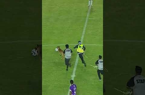 Dog Steals Football In Mexico | 10 News First #shorts #football #dog